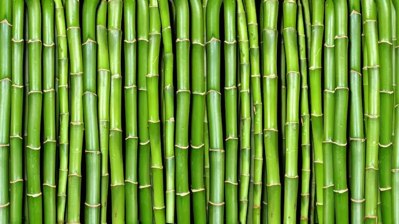 Bamboo Near Your Home? The Hidden Risks That Can Damage Foundations & Drains