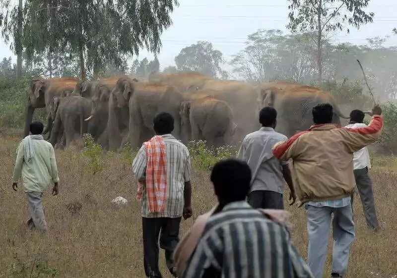 Bannerghatta ESZ Restoration: 100sqkm Buffer May Impact Bengaluru Projects