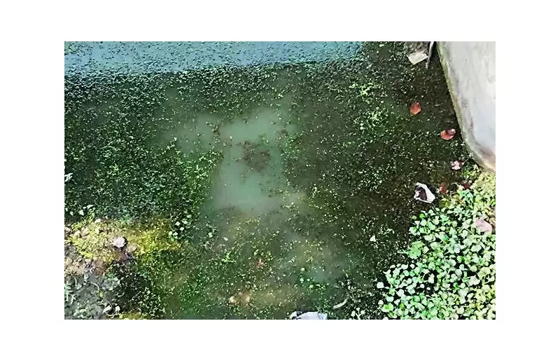 Bansi River, Once Sacred, Now a Polluted Drain Ahead of Magh Mauni Amavasya