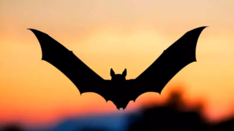 Bats Navigate Forests Using Acoustic Flow, Not Individual Echoes