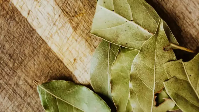Bay Leaves: Your Natural Home Guard Against Pests and Odors