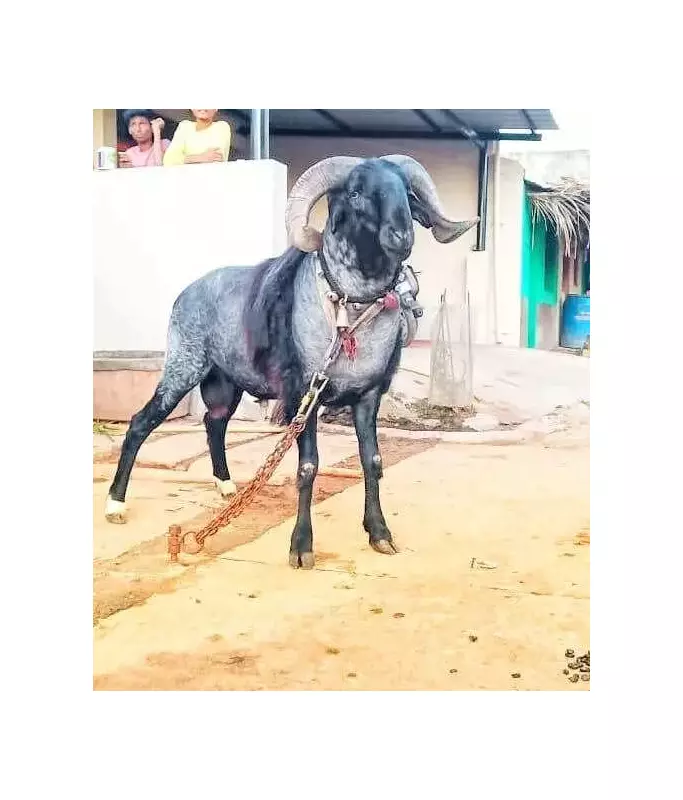 Belludi Kaali: Karnataka Village Builds Rs 9 Lakh Memorial for Legendary Ram