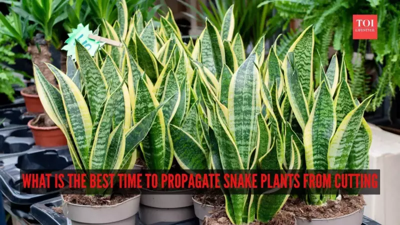 Best Time to Propagate Snake Plants: Spring & Summer Guide for Indian Homes