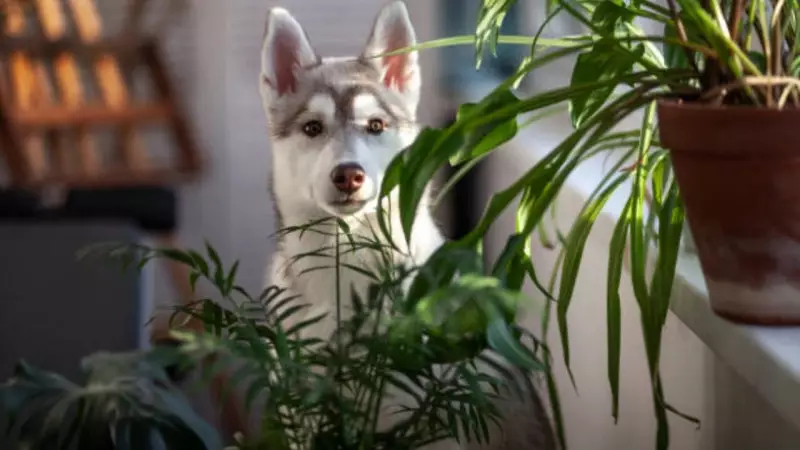 Beware! These Common Indoor Plants Can Harm Your Family's Health