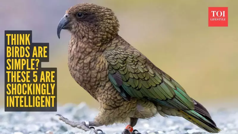 Beyond Feathers: 5 Astonishingly Intelligent Birds That Will Change Your Perception