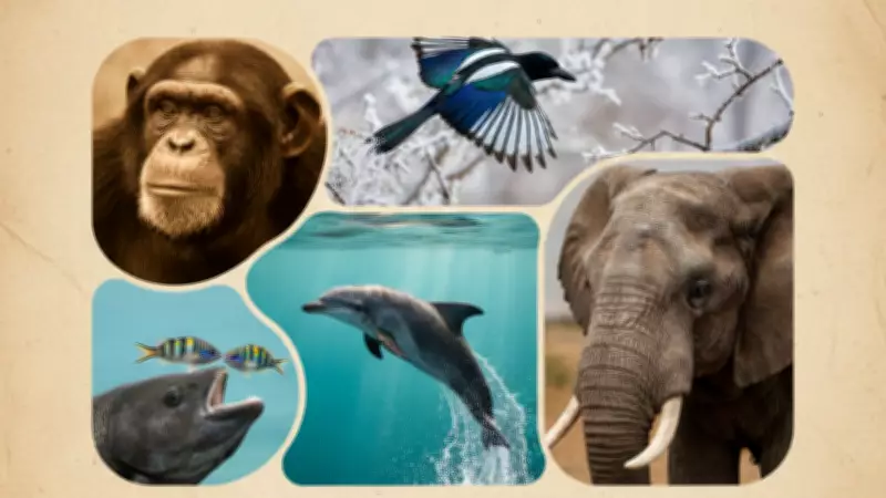 Beyond the Looking Glass: Rare Animals That Recognize Their Own Reflection