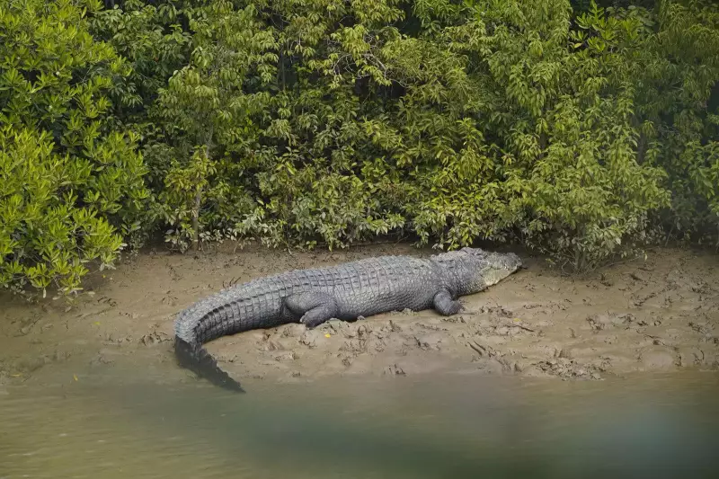 Bhitarkanika Crocodile Census Cut to 3 Days, Sparks Expert Outcry