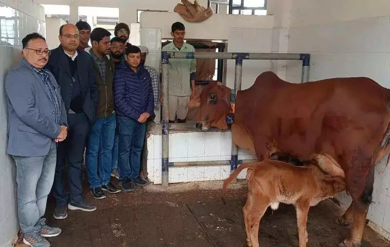 BHU's Varanasi Campus Welcomes New Sahiwal Calf via Embryo Transfer