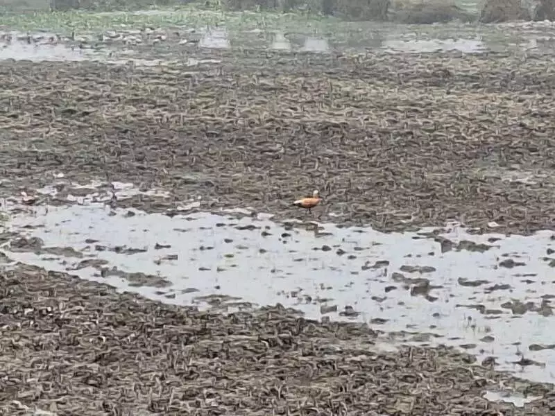 Bijnor's Nakowali Lake Eyes Ramsar Wetland Status for Bird Conservation