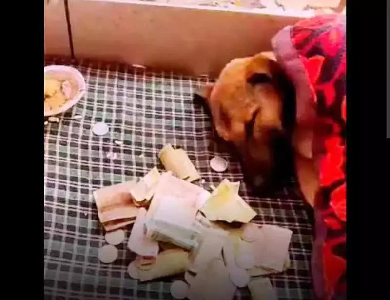 Bijnor's Viral 'Divine' Dog Rescued: Neurological Disorder Behind Temple Circling