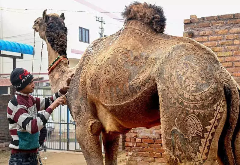 Bikaner Camel Festival 2024: A Grand Celebration of Desert Heritage from Jan 9-11