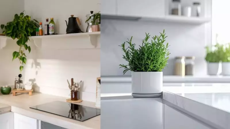 Boost Kitchen Vastu with These 4 Plants for Wealth and Positivity