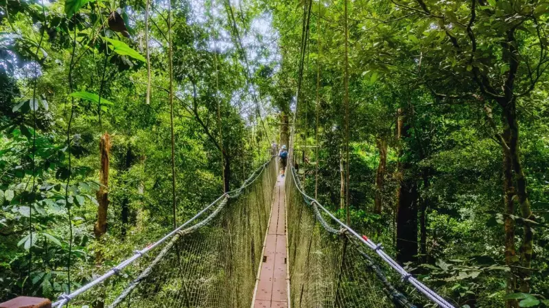 Borneo's Carnivorous Plants: When Flowers Become Predators in Ancient Forests