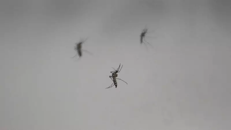 Brazil Study: Forest Loss May Drive Mosquitoes to Target Humans for Blood