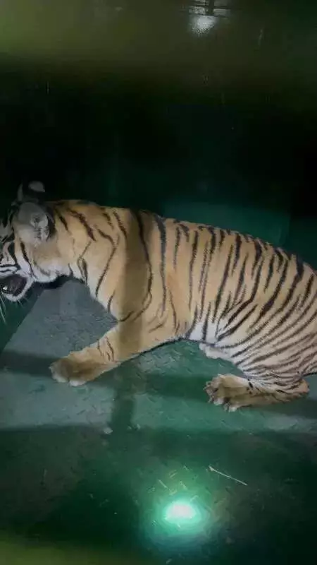 BRT Tiger Reserve Rescues Tigress Cub, Operation Continues for Three Others