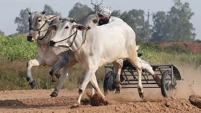 Bullock Cart Races Return to Kila Raipur Rural Olympics After 12-Year Ban