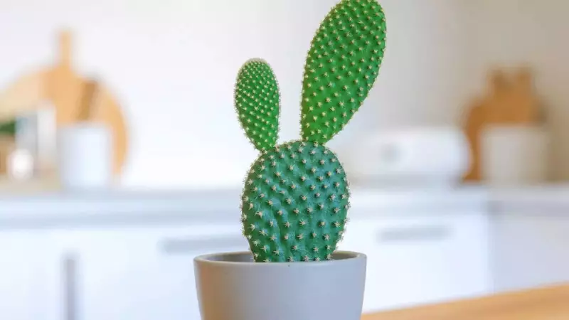 Bunny Ear Cactus Care Guide: Growing Tips for This Adorable Succulent
