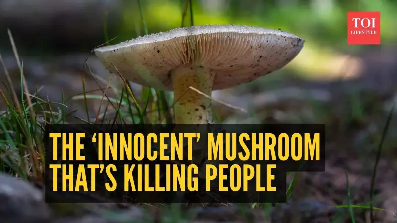 California's Deadly Mushroom Warning: 3 Deaths, 35 Poisonings This Season