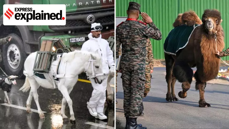 Camels, Ponies, and Dogs: Army's Animal Corps to Shine at Republic Day Parade