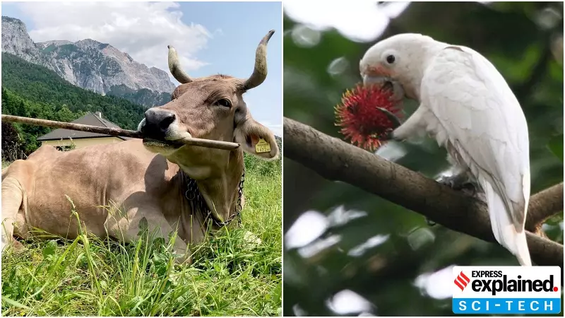 Can Environment Boost Animal Intelligence? Lessons from a Tool-Using Cow