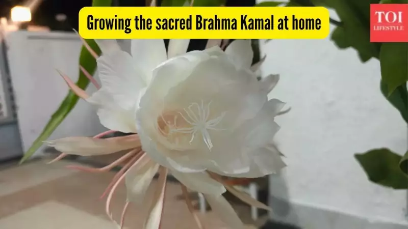 Can You Grow Sacred Brahma Kamal at Home? Expert Tips Revealed