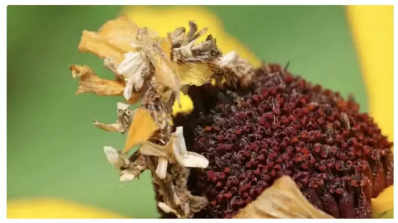 Can You Spot the Caterpillar in 10 Seconds? Optical Illusion Tests Your Brain