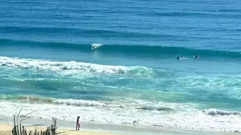 Canadian Backpacker's Tragic Death on K'gari Sparks Dingo Safety Concerns