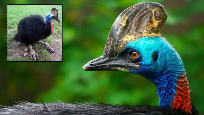 Cassowaries: The World's Most Dangerous Birds That Don't Fly