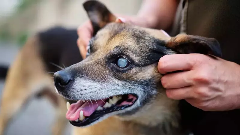 Cataracts vs Nuclear Sclerosis in Dogs: Key Differences, Treatment & Cost