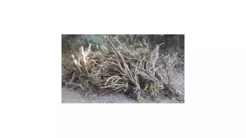 Chamba's Kashmal Herb Trade Collapses Under Trump Tariffs, Local Producers in Crisis