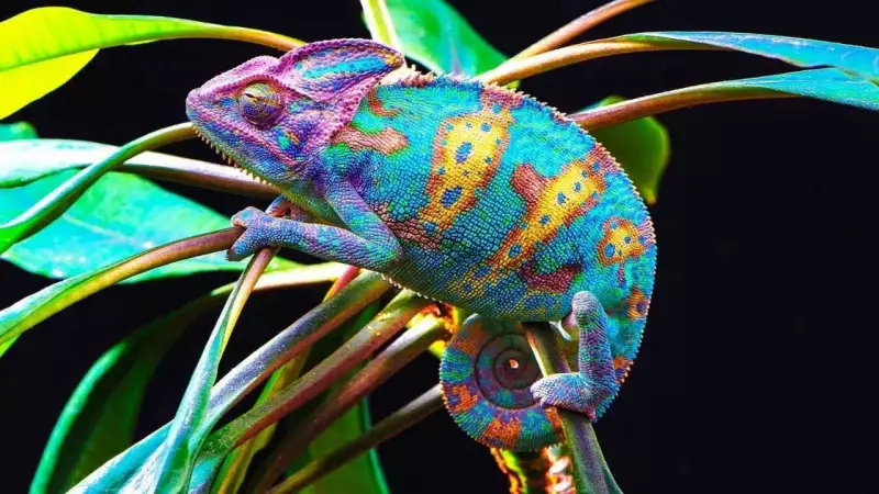 Chameleon Colour Change: Not Camouflage, But Science of Emotion & Survival