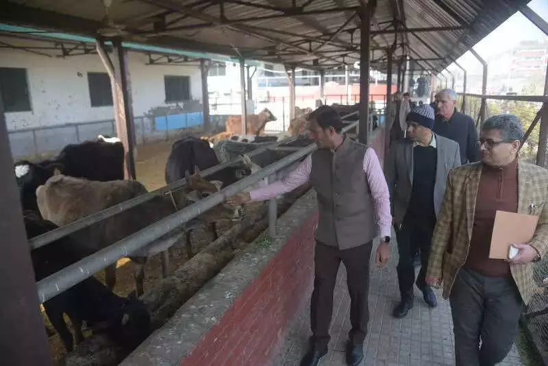 Chandigarh Launches Full Probe into Cattle Deaths, Sends Samples to CFSL