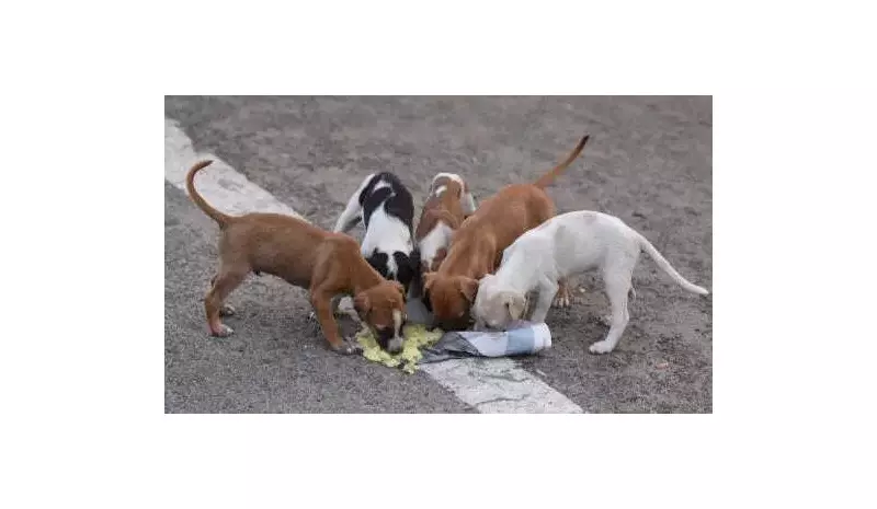 Chandigarh MC Sets Up 198 Dog Feeding Points, Plans 1,500 Total