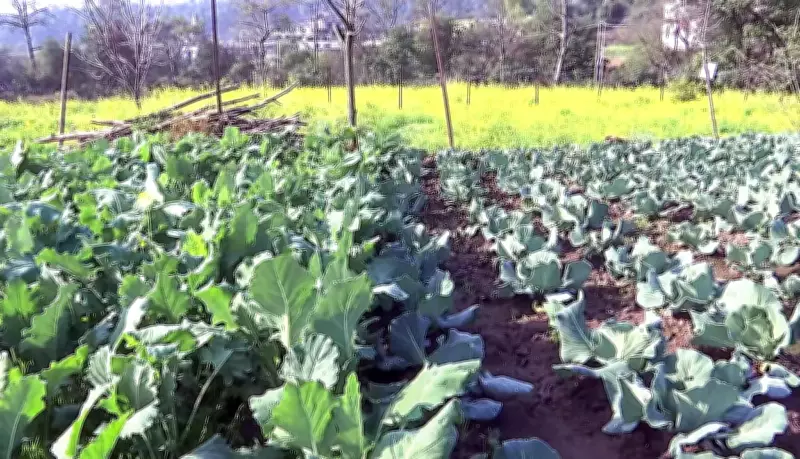 Chatra District Launches Organic Resource Centre to Empower Women Farmers