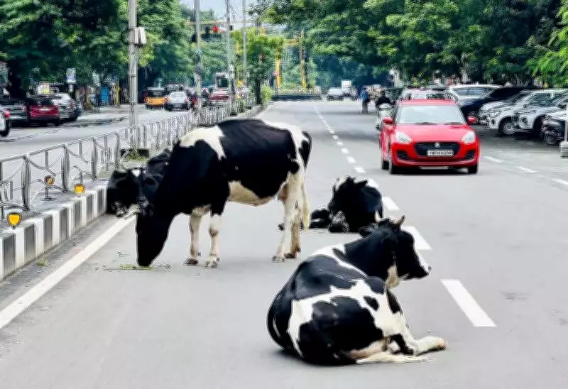 Chennai Makes Cattle Licences and Microchipping Mandatory to Control Stray Animals