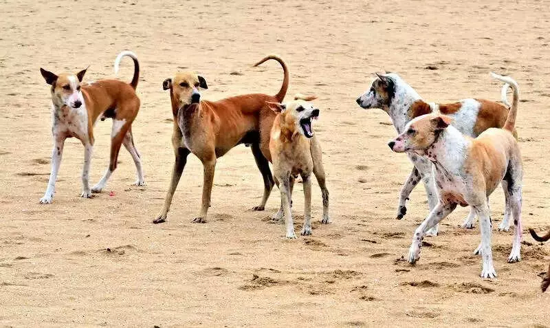 Chennai's Anti-Rabies Drive Falls Short: 35,000 Stray Dogs Remain Unvaccinated
