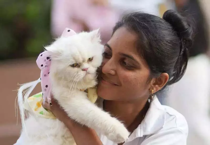 Chennai's Pet Licensing Drive Registers Over 4,000 Cats, Reveals High-Value Trade