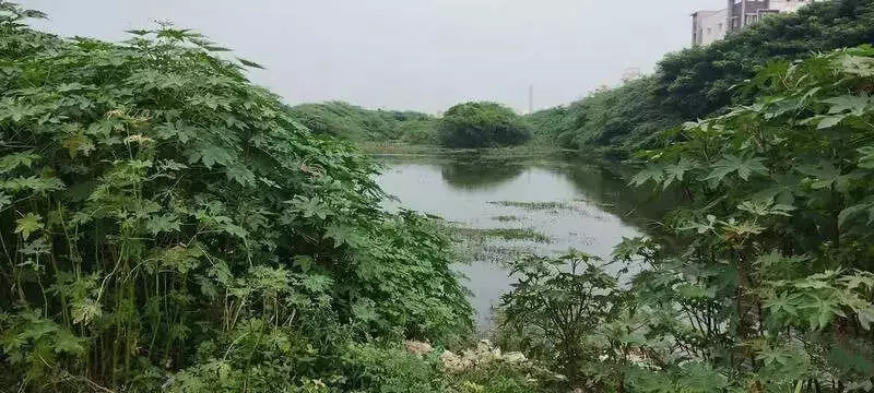 Chennai's Thangal Lake: From Water Source to Waste Dump Amid Civic Neglect