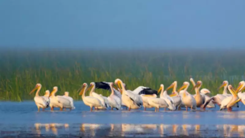 Chhari-Dhand Bird Sanctuary in Kutch Named Gujarat's 5th Ramsar Site