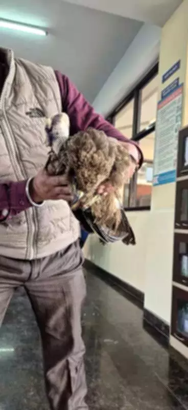 Chinese Kite String Menace: Ludhiana Birds, Animals Suffer Injuries and Deaths