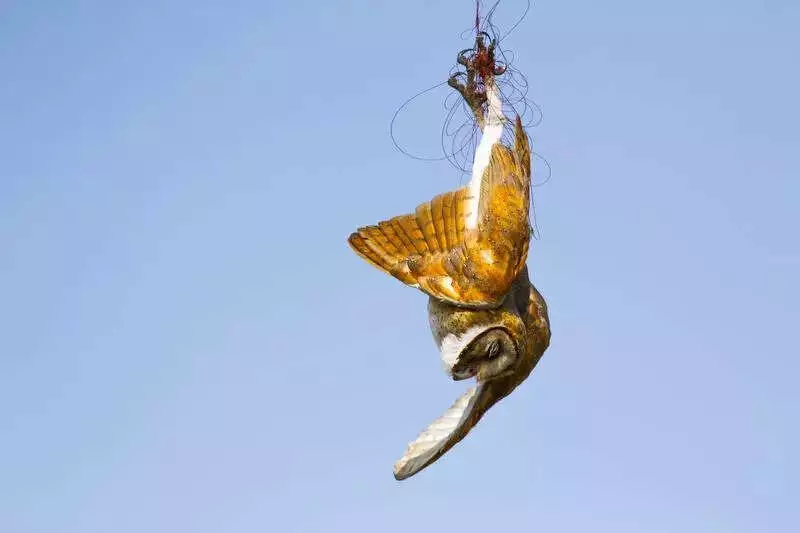 Chinese Manja Floods Online Markets Before Sankranti, Defying National Ban