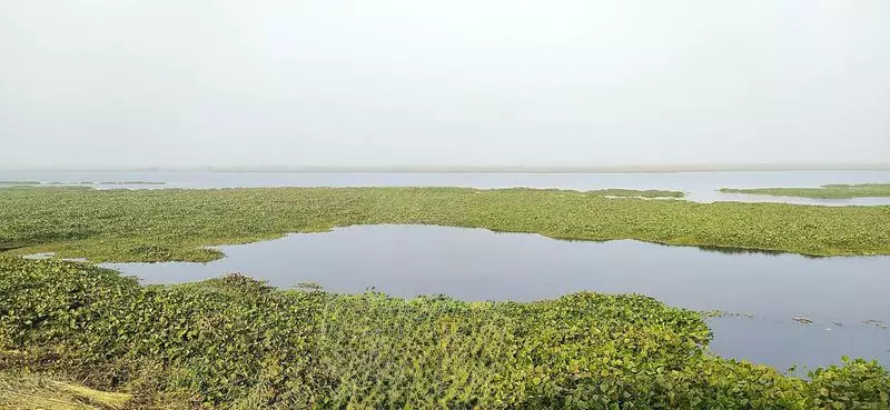 Climate Change & Pollution Disrupt Migratory Bird Arrival at Harike Wetland