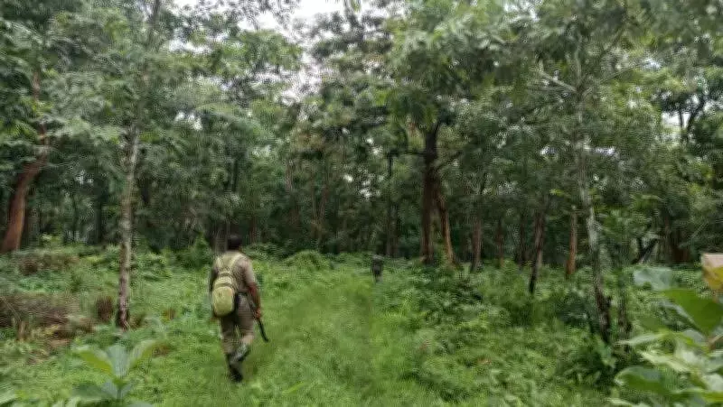 Climate Change Reshaping Tamil Nadu's Ghats: Evergreen Forests Turning Thorny
