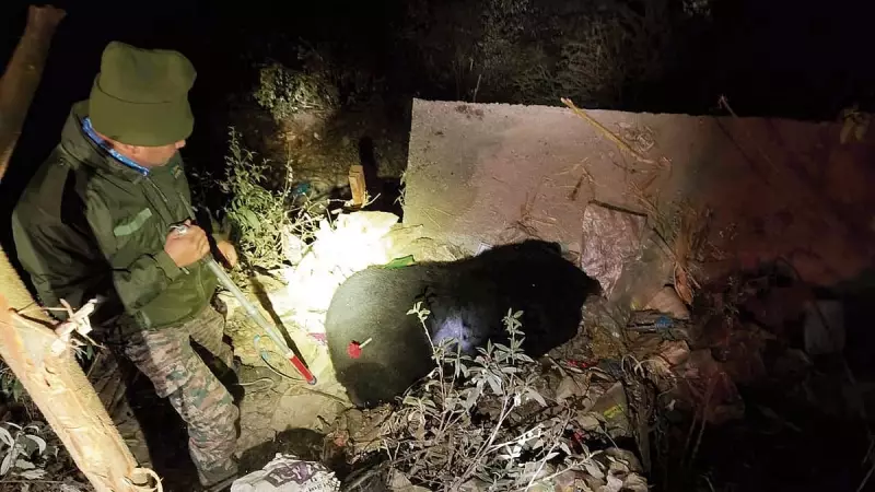 Climate Change Sparks Himalayan Bear Conflicts as Low Snowfall Disrupts Hibernation