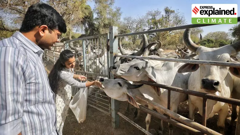 Climate Change Threatens India's Dairy Sector: Rising Diseases & Heat Stress Impact Cattle