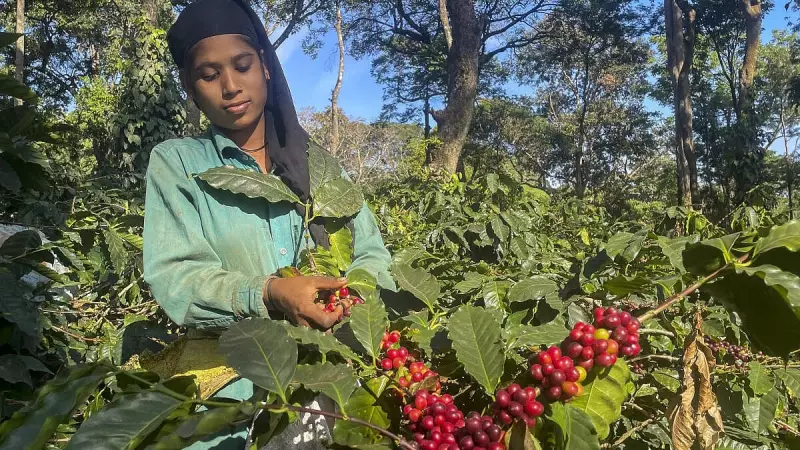 Coffee Farmers Demand Rs 1 Crore Compensation for Wildlife Conflict Deaths