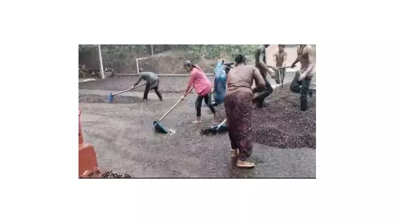 Coffee Planters in Karnataka Face Heavy Losses as Untimely Rains Wash Away Harvest
