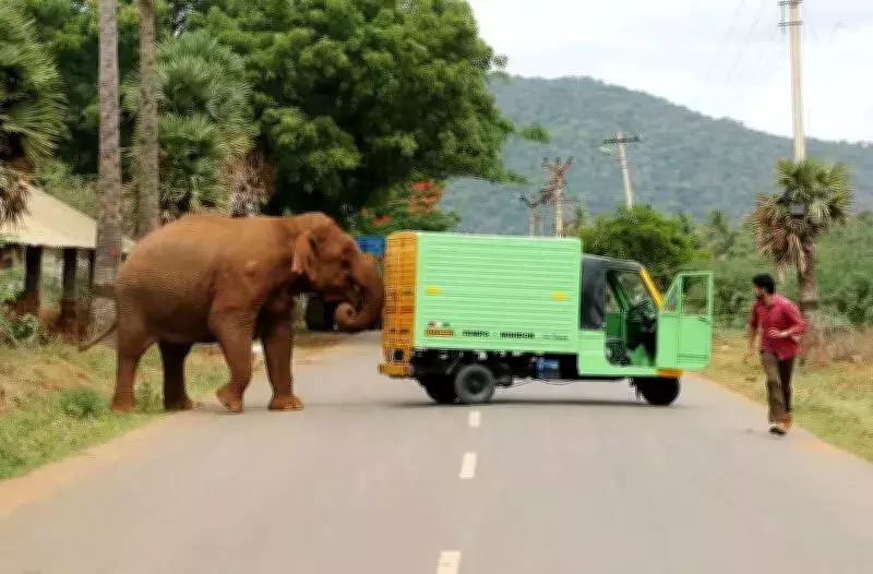 Coimbatore's Human-Elephant Conflict Intensifies: 12 Deaths in 2024, Forest Dept Launches Action Plan