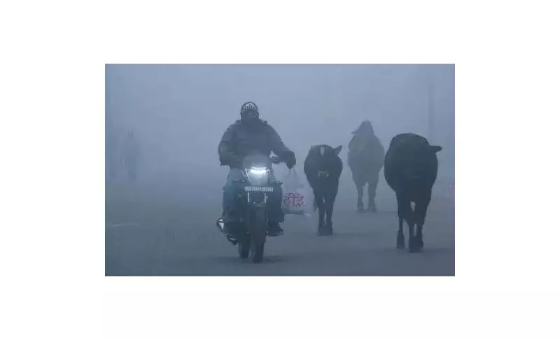 Cold Wave and Fog Persist in Punjab and Haryana, Day Temperatures Soar Above Normal