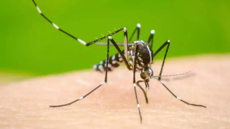 Colombian Study Links Vitamin D Deficiency to Severe Dengue, Key Implications for India